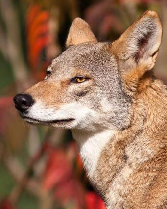 Red Wolf headshot